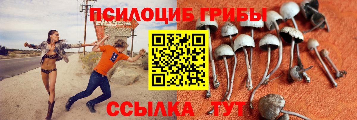 Псилоцибиновые грибы Psilocybe Чайковский